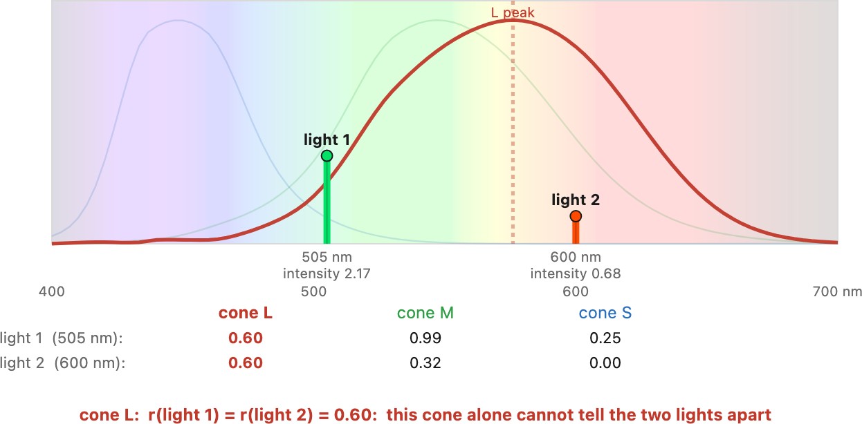 fig-cone-confusion