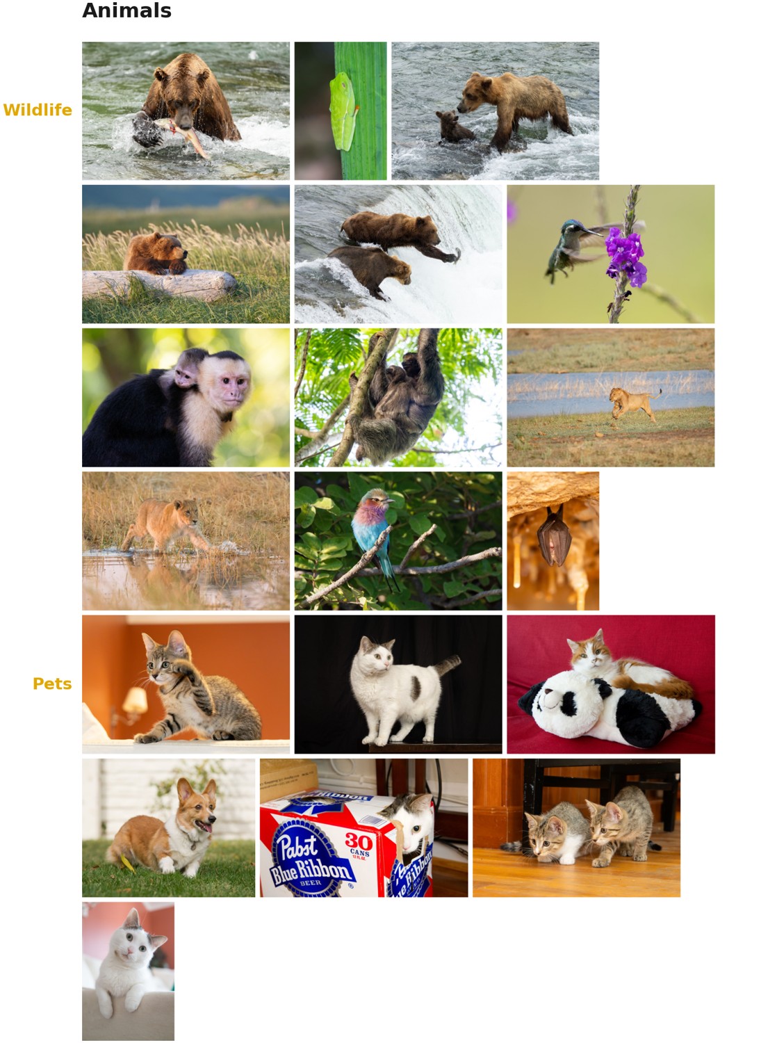 fig-photo-types-animals