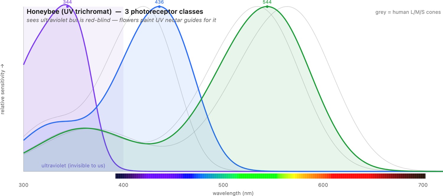 fig-animal-cone-curves