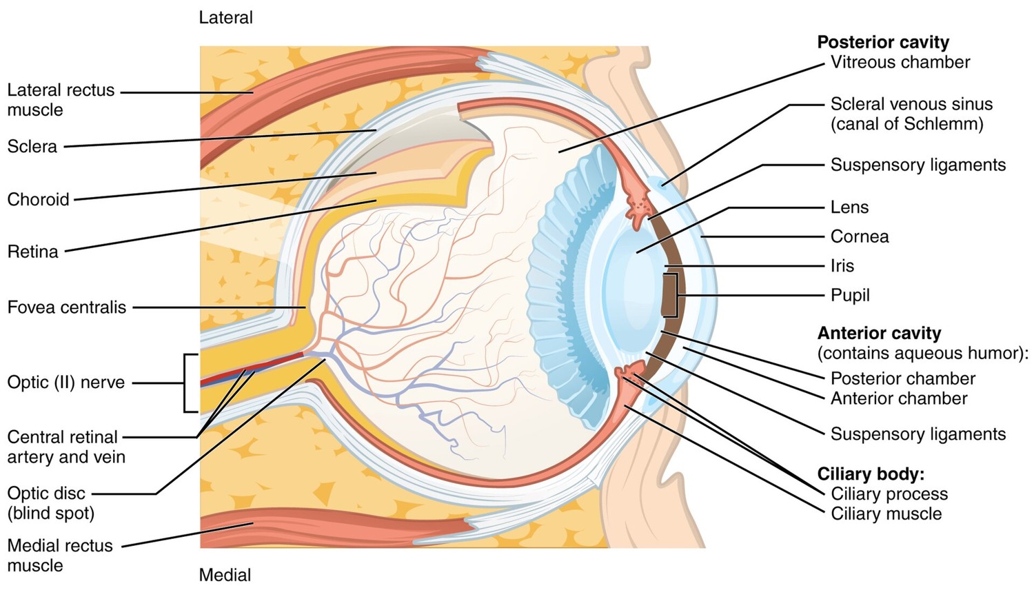 fig-eye-cross-section