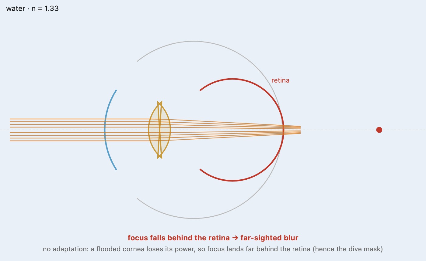fig-amphibious-eyes-raytrace